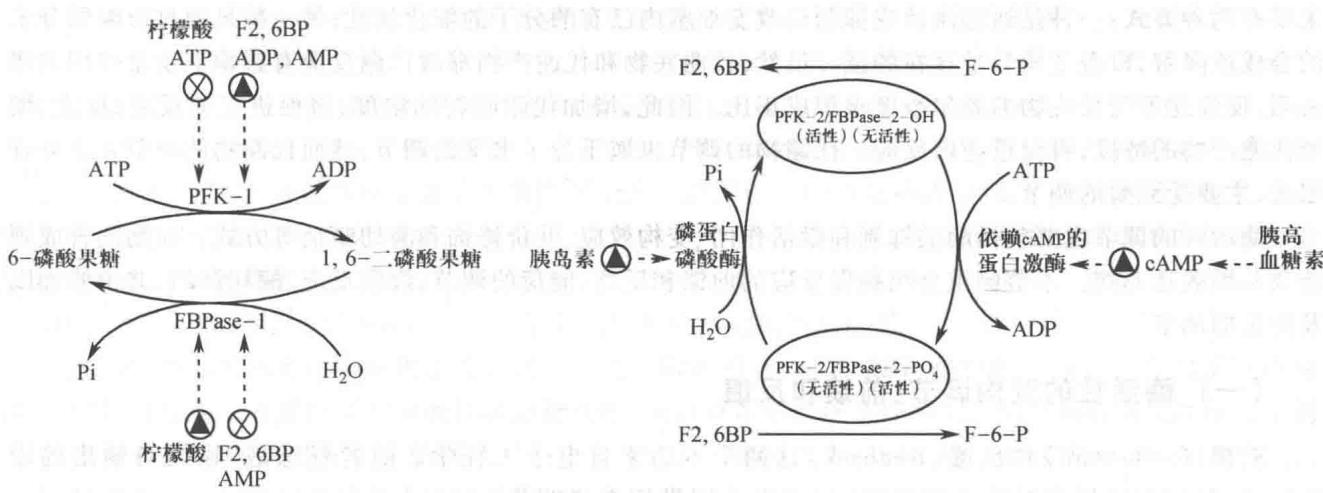 PFK-1和FBPase-1的交互调节