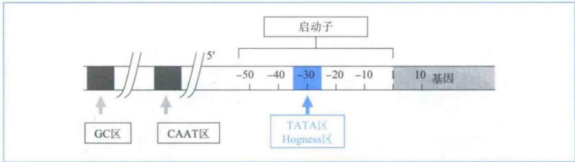 真核RNA聚合酶II识别的启动子区