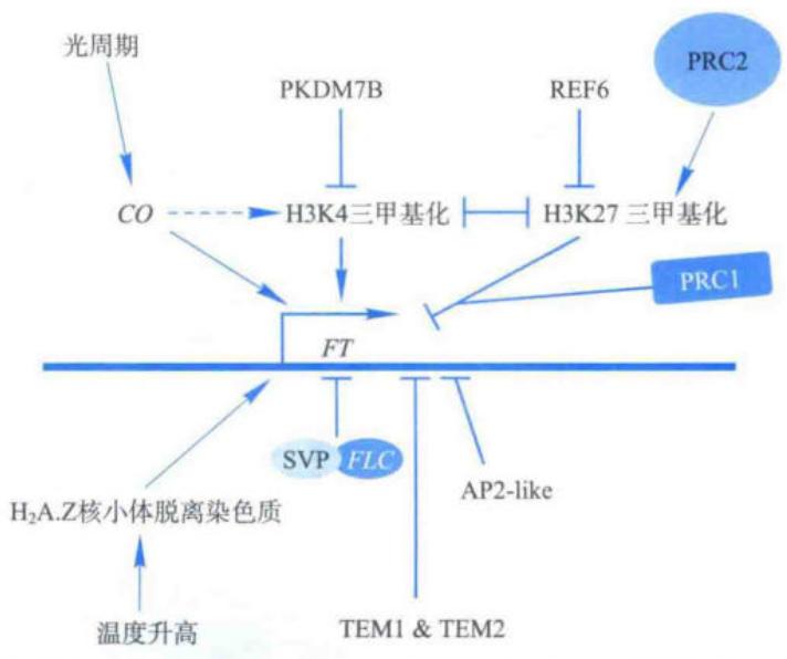 组蛋白甲基化和H2A.Z动态调控FT表达