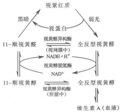 视杆细胞的视循环