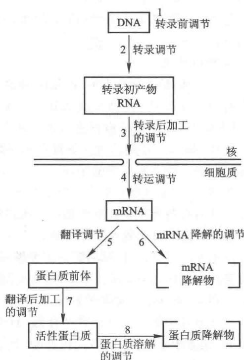 真核生物基因表达的多级调节