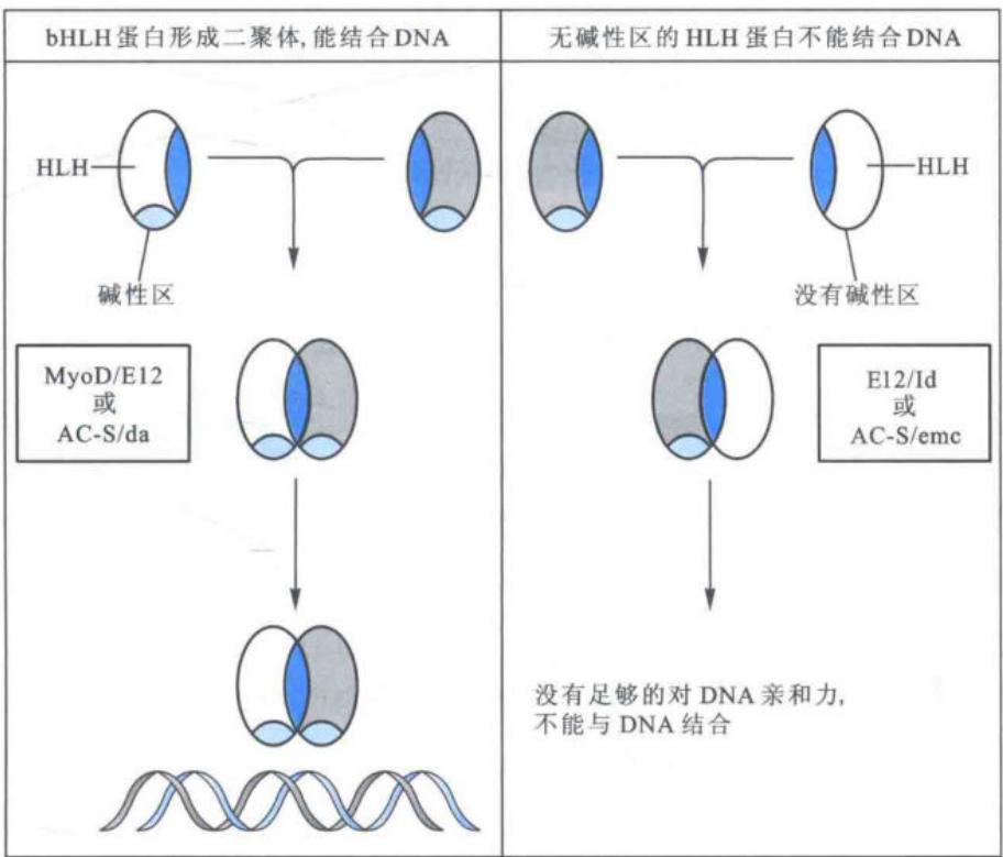 bHLH二聚化及碱性区对DNA亲和力的影响
