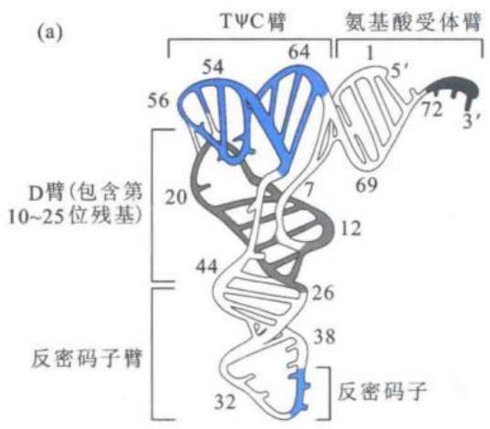 酵母tRNA-Phe的L形三级结构之一