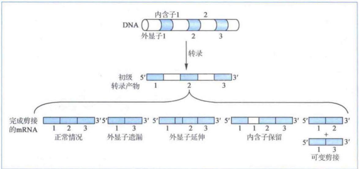 RNA可变剪接的5种模式