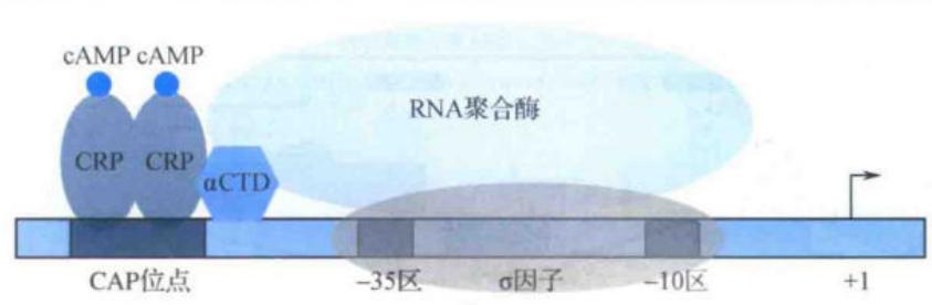 cAMP-CRP复合物激活lac操纵子