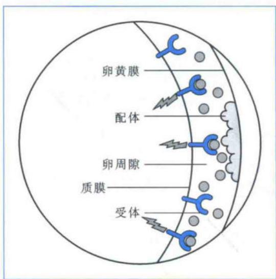 torso受体仅在胚胎两端被配体激活并决定末端