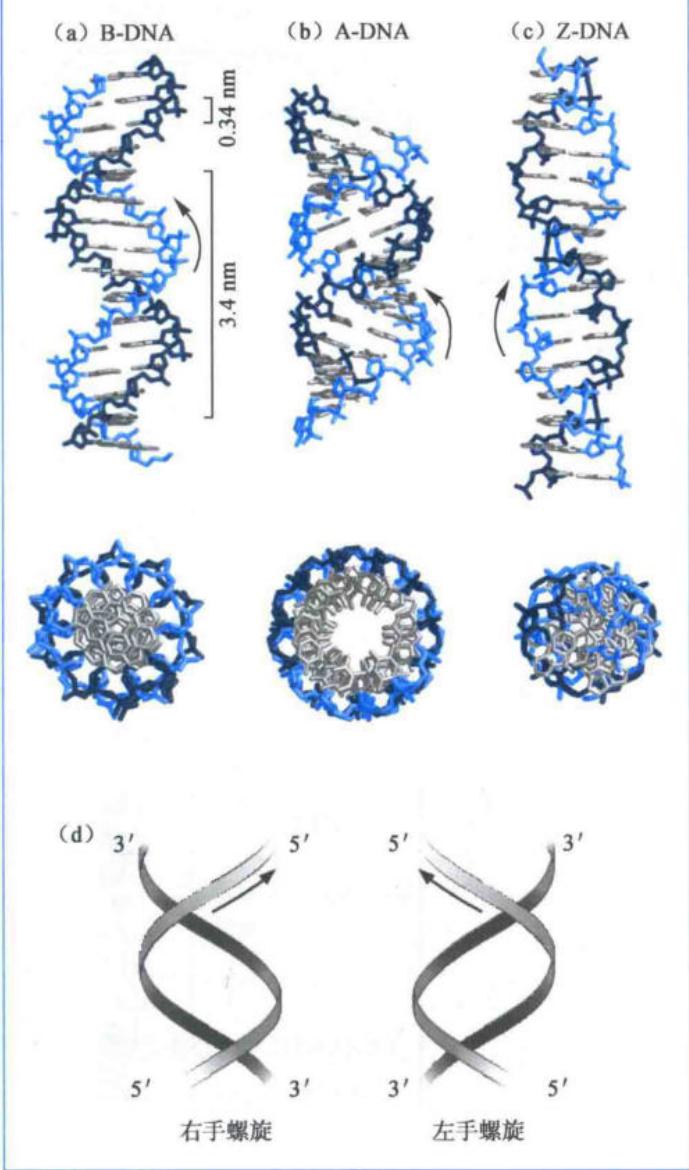A-DNA、B-DNA、Z-DNA及左右手螺旋比较