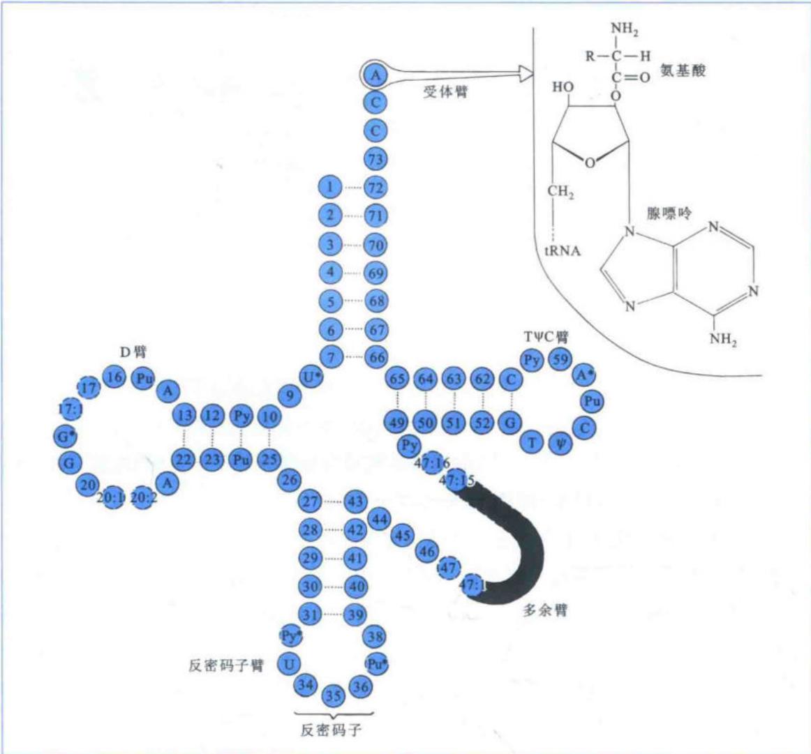 tRNA三叶草形二级结构