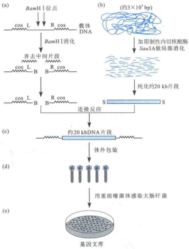 利用Sau3A和BamH I同尾末端构建基因组DNA文库