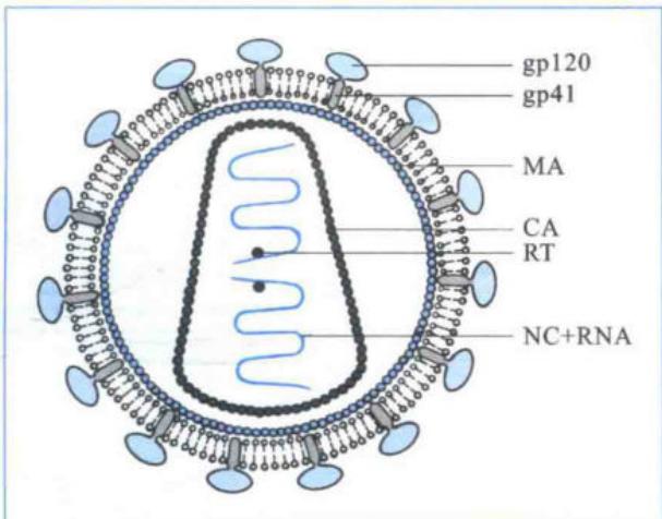 HIV-I病毒粒子结构