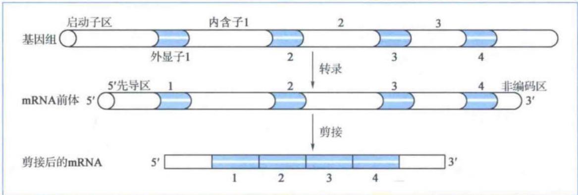 真核基因内含子、外显子及mRNA剪接