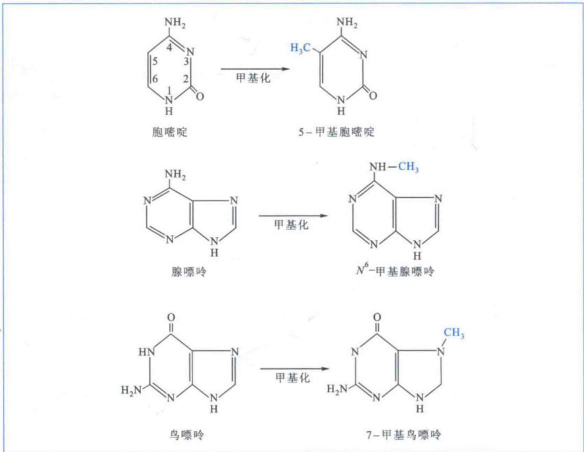 5-mC、N6-mA和7-mG的结构
