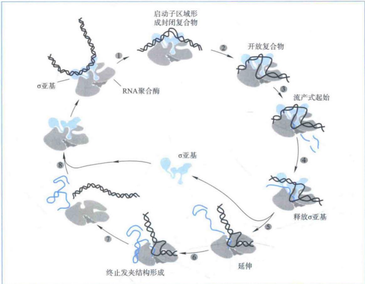 原核生物RNA聚合酶的转录周期