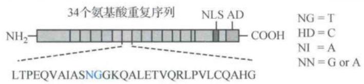 TALE识别目的序列并引导FokI切割的TALEN原理