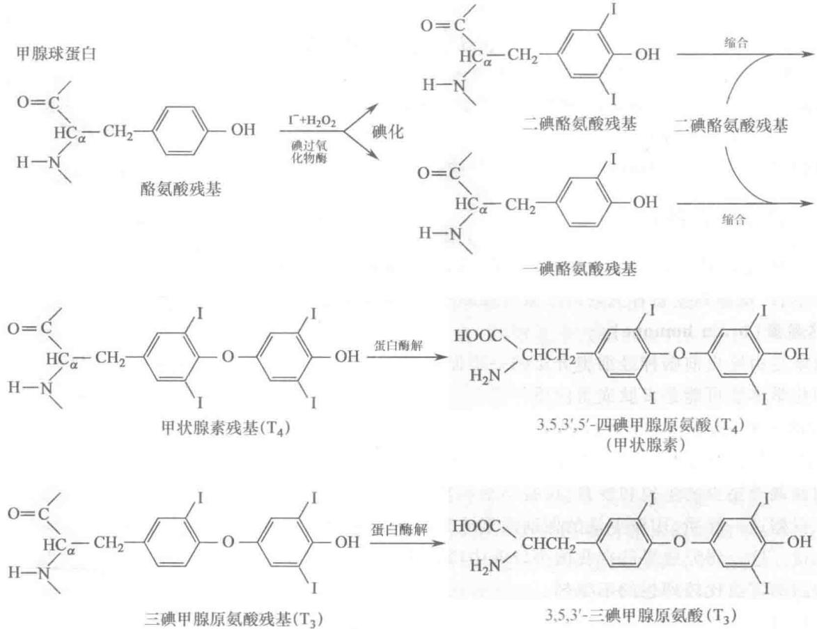 甲状腺激素的结构与生物合成