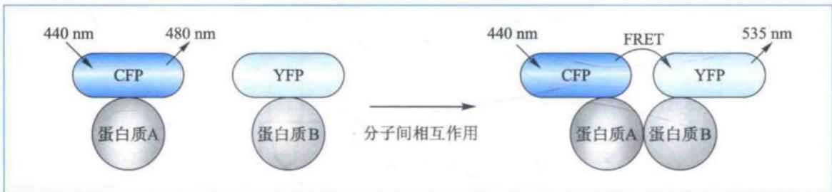 荧光共振能量转移