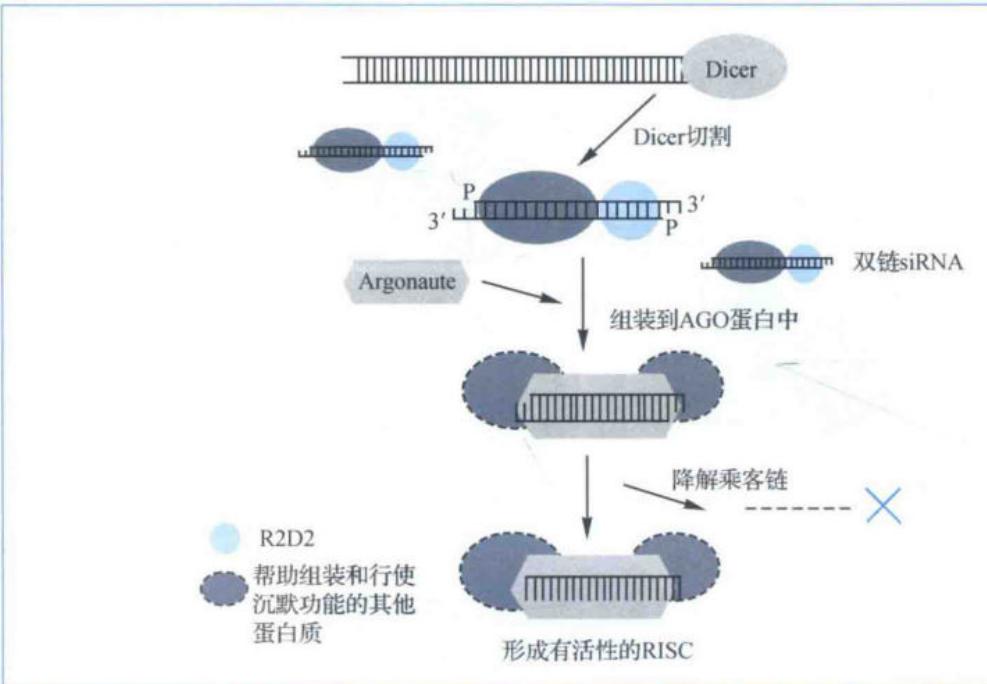 siRNA产生及RISC装载的总流程