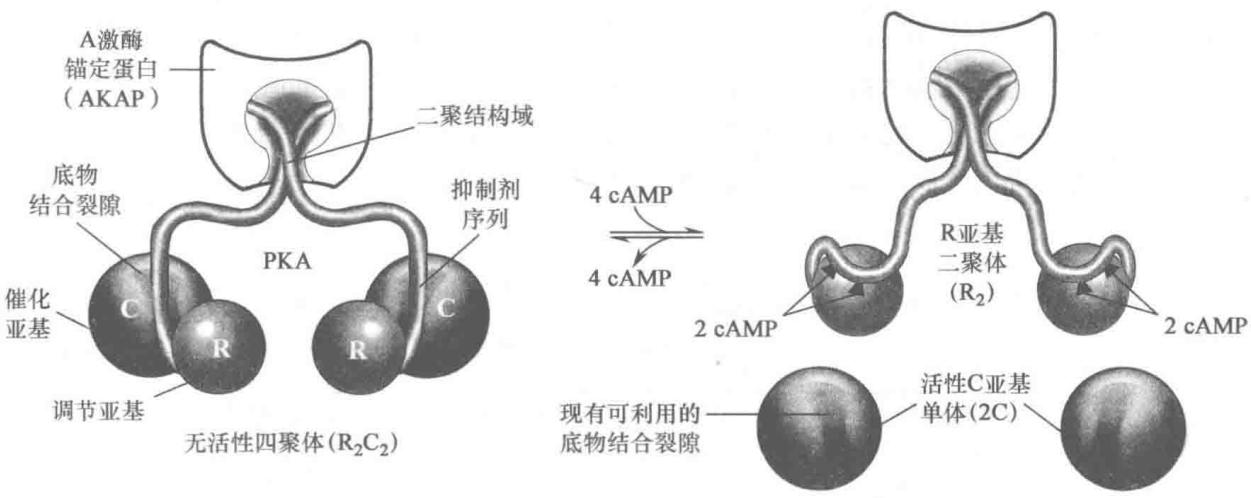 PKA的激活