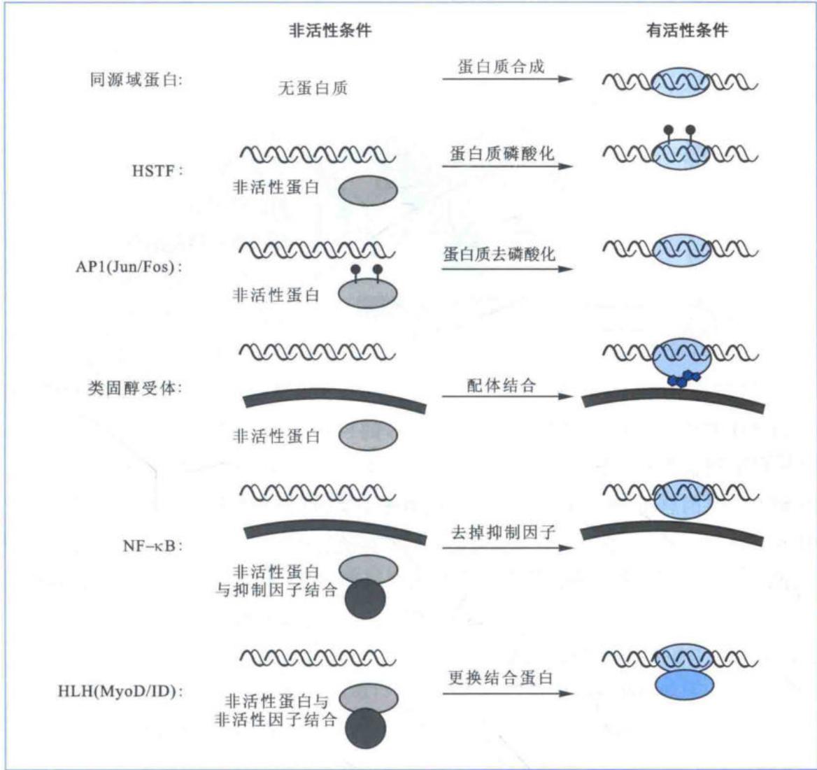 真核转录因子活性调节的主要方式