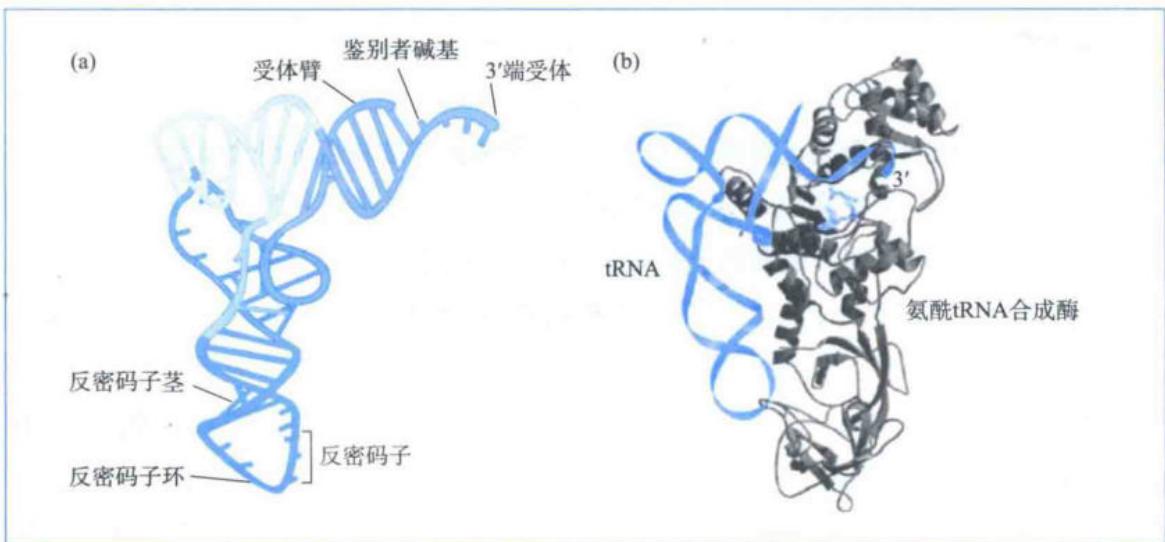 氨酰tRNA合成酶识别tRNA的独特结构