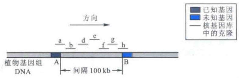 染色体步移法克隆基因