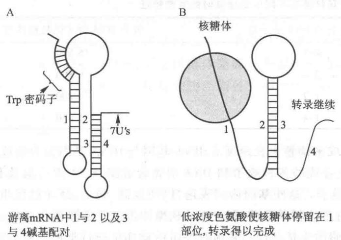 色氨酸操纵子的衰减机制