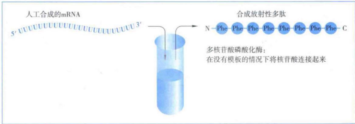 无细胞翻译体系证明UUU编码苯丙氨酸