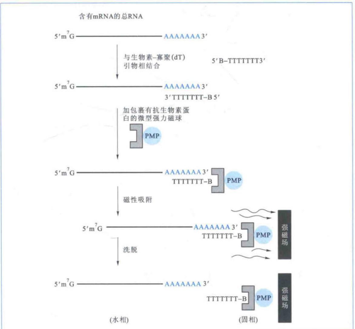 利用poly(A)尾分离纯化mRNA