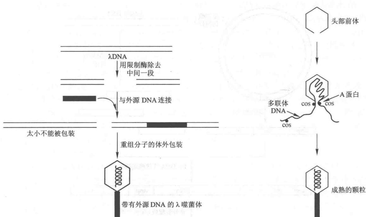 以lambda噬菌体载体克隆DNA