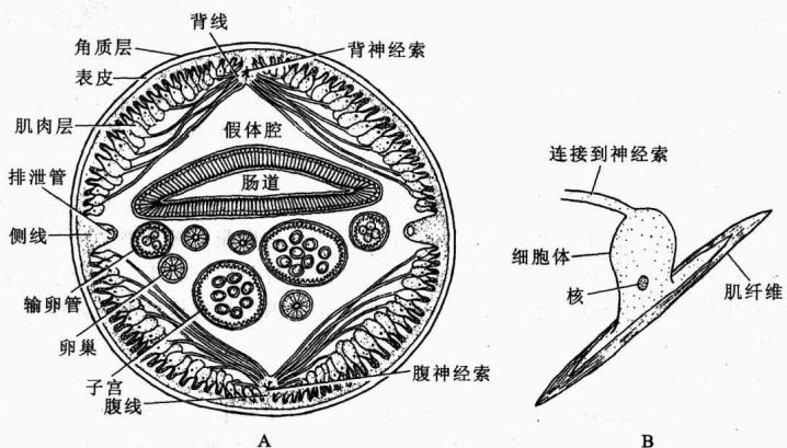 线虫横切面与假体腔、纵肌的关系