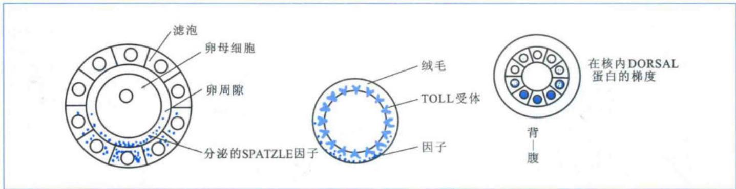 Toll信号建立DORSAL蛋白的背腹轴核内梯度