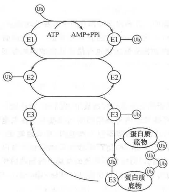 泛素-蛋白酶体降解途径