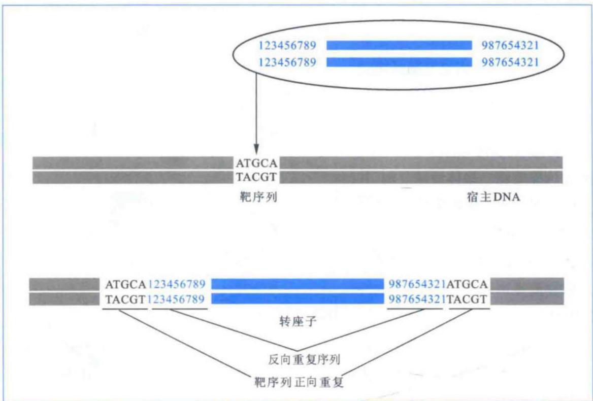 DNA转座的一般模式