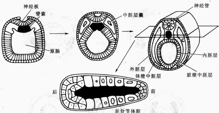 文昌鱼从卵裂、原肠形成到神经胚的发生过程