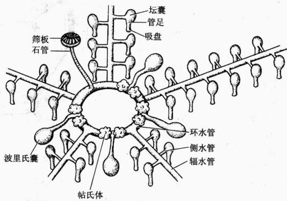 海星水管系统及管足的液压结构