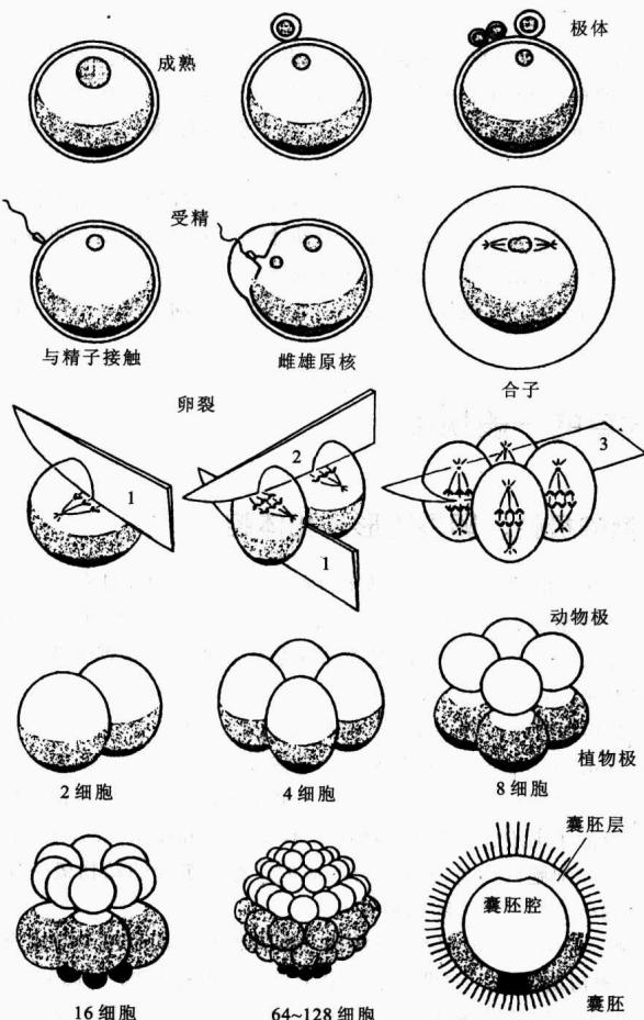 海胆从动物极和植物极开始的完全卵裂模式