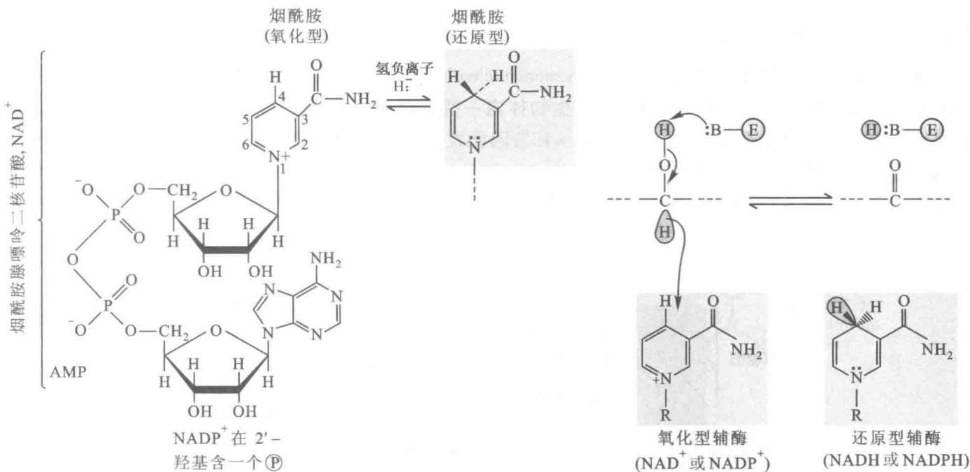 烟酰胺辅酶的结构和氧化还原状态