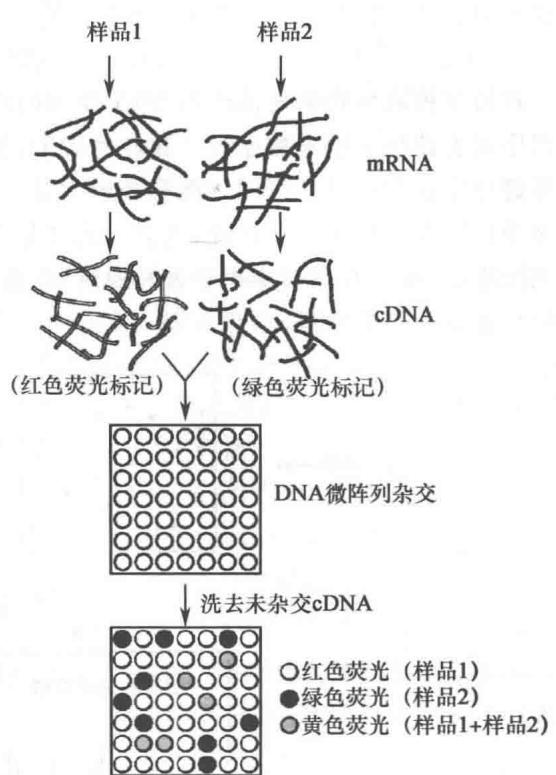 DNA微阵列比较两种样品的基因表达谱