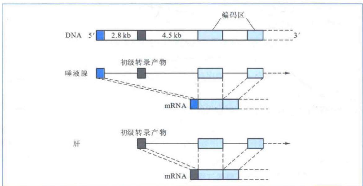 不同第一外显子的使用造成小鼠alpha-淀粉酶的组织特异性表达