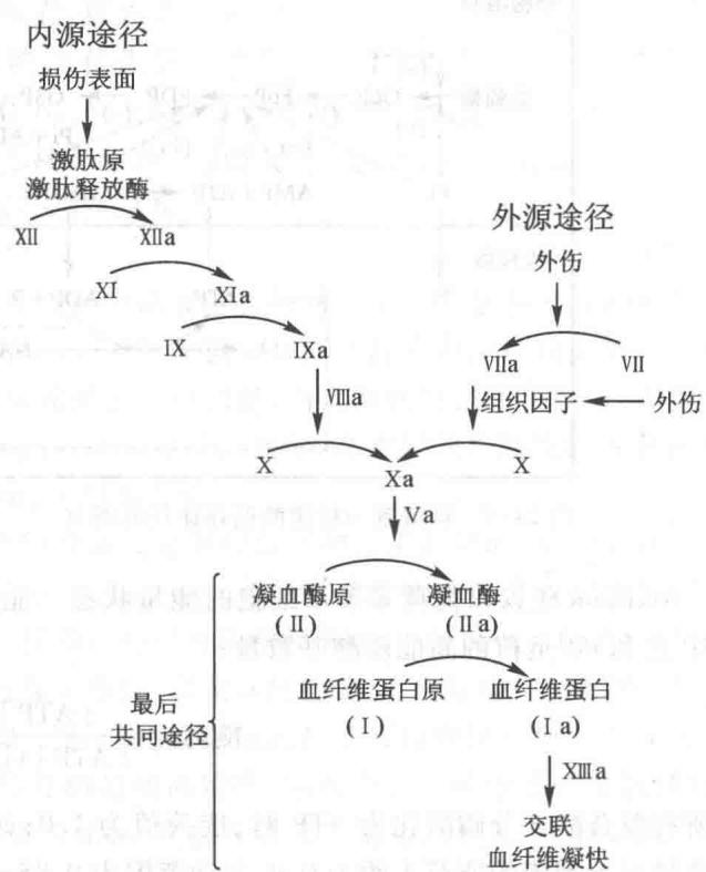 凝血级联系统