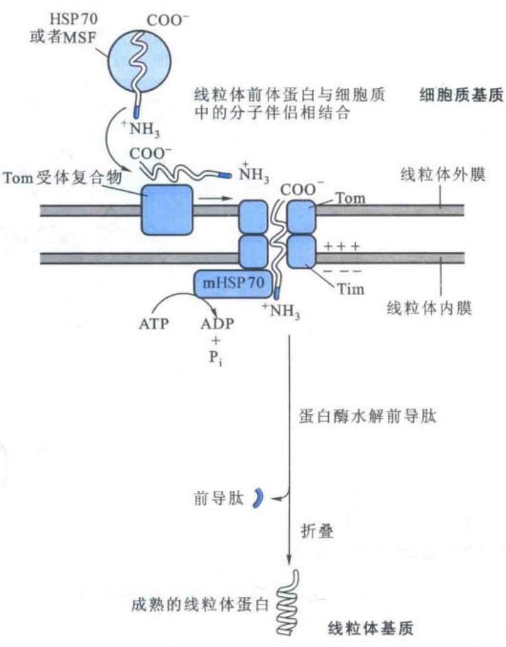 线粒体蛋白质跨膜运转