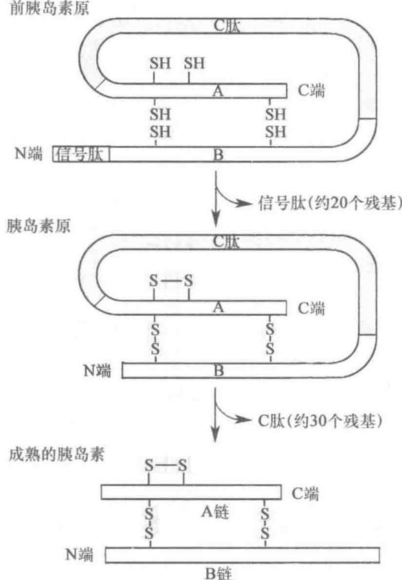 前胰岛素原转变为成熟胰岛素
