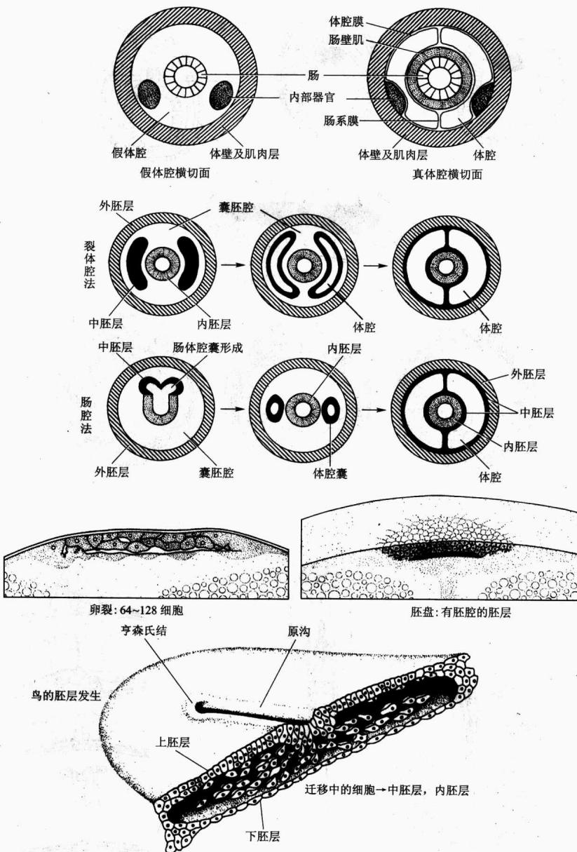 肠腔法与裂体腔法形成中胚层和体腔
