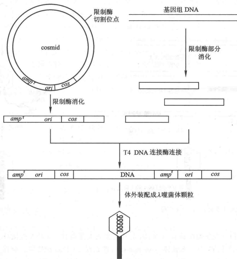 黏粒载体克隆基因组DNA