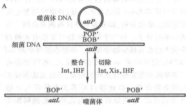 λ噬菌体DNA的整合与切除