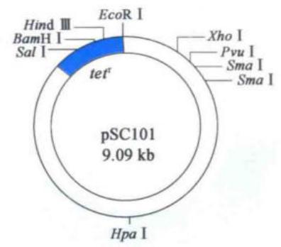pSC101质粒载体