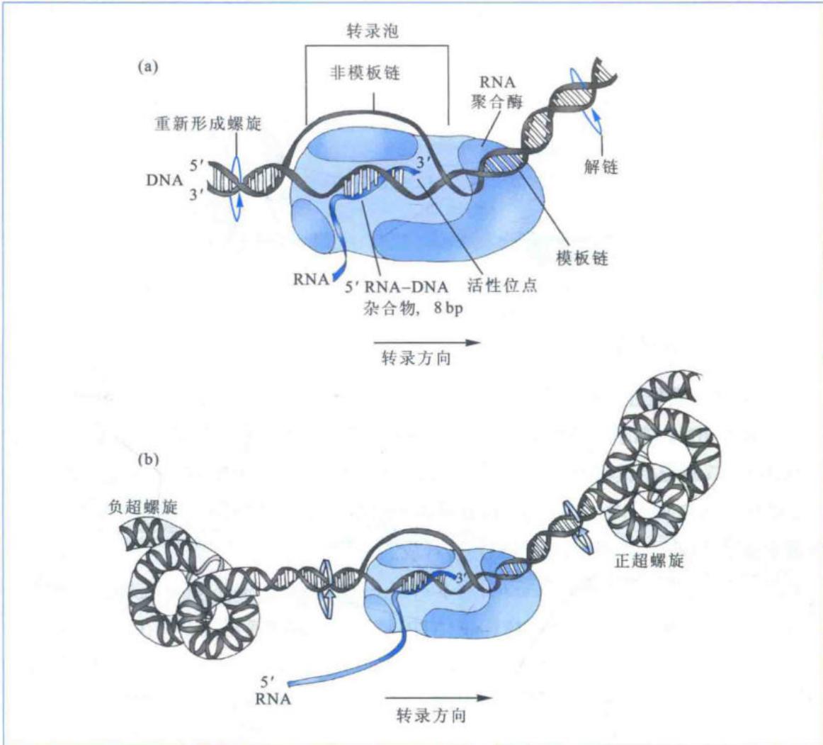 大肠杆菌中依赖DNA的RNA转录过程