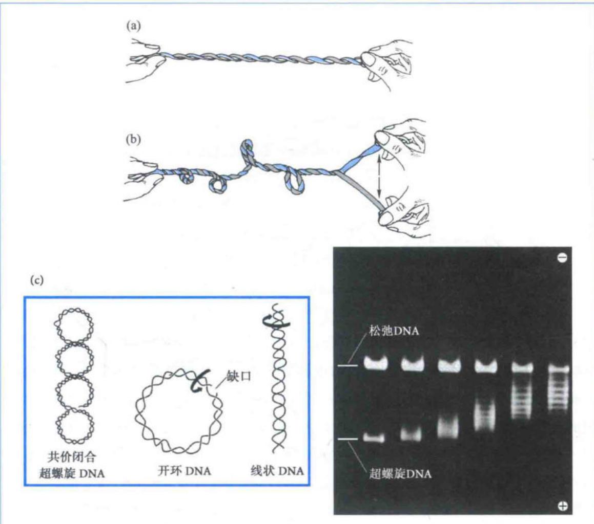超螺旋形成及不同DNA构象的电泳迁移