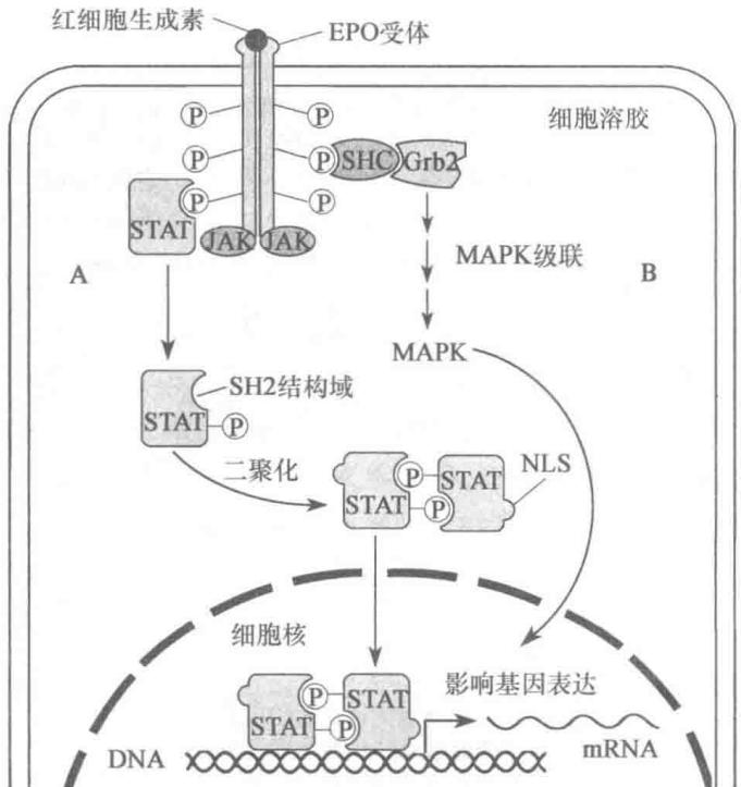 EPO受体的JAK-STAT通路