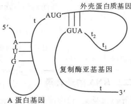 Qβ RNA翻译和复制的自我调节